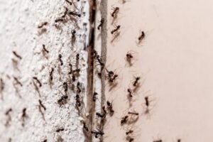 Guide to using pest controllers for pest infestation