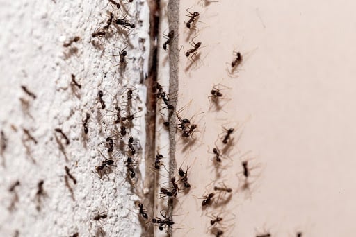 Guide to using pest controllers for pest infestation